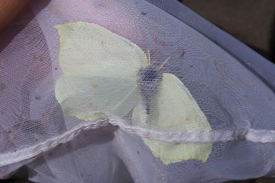 Gonepteryx rhamni