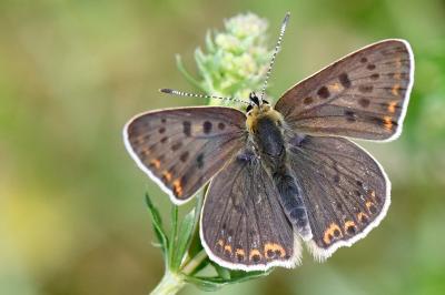 Lycaena tityrus