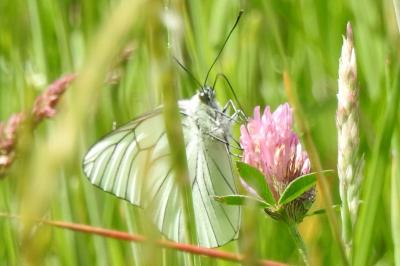 Aporia crataegi
