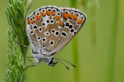 Aricia agestis