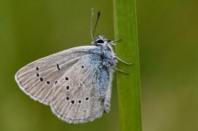 Cyaniris semiargus