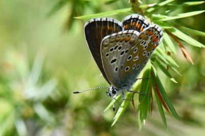 Lysandra bellargus