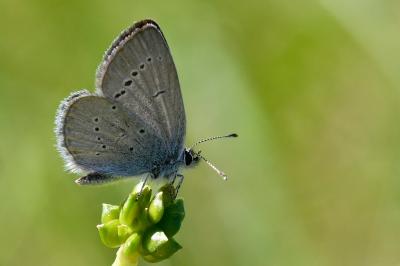 Cupido minimus