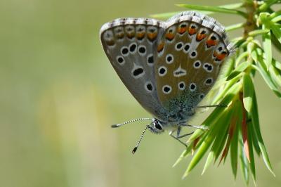Lysandra bellargus