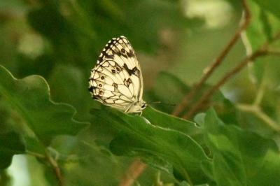 Melanargia galathea