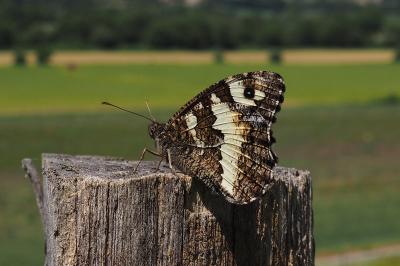 Brintesia circe