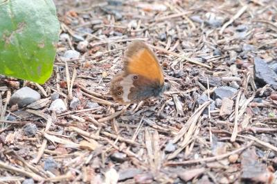 Coenonympha arcania