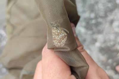 Melitaea diamina