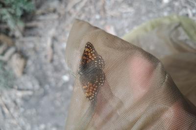 Melitaea diamina