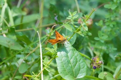 Ochlodes sylvanus