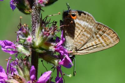 Lampides boeticus