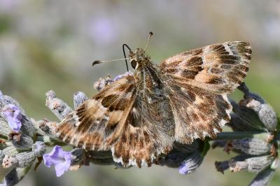 Carcharodus alceae