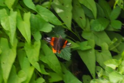 Vanessa atalanta