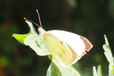 Pieris brassicae