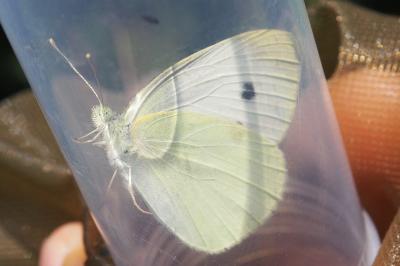 Pieris rapae