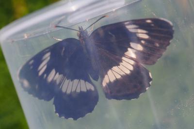 Limenitis camilla