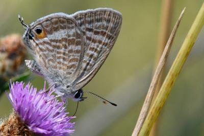 Lampides boeticus