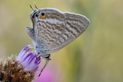 Lampides boeticus
