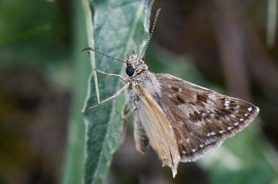 Erynnis tages
