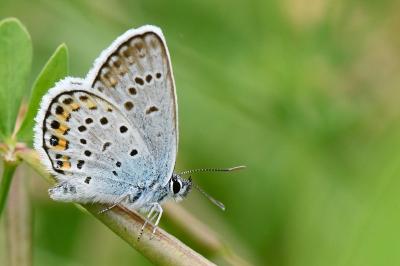Plebejus argus
