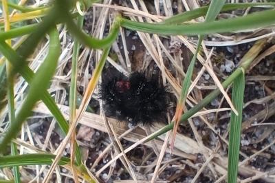 Melitaea cinxia