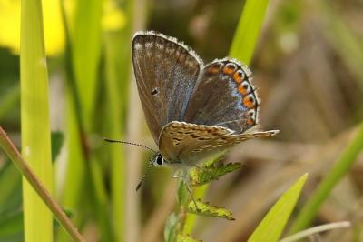 Lysandra bellargus