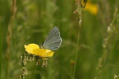 Celastrina argiolus