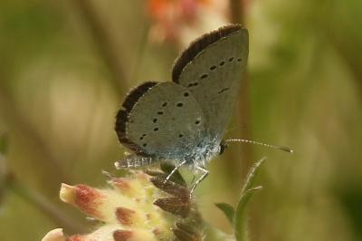 Cupido minimus