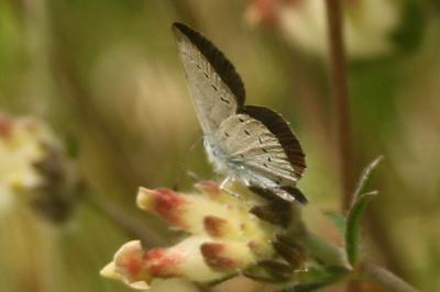 Cupido minimus