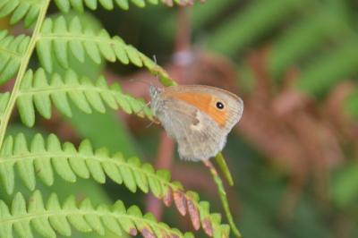 Coenonympha pamphilus