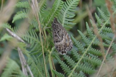 Arethusana boabdil dentata