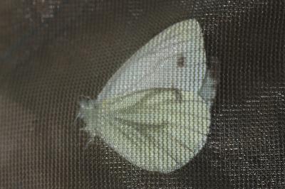 Pieris napi