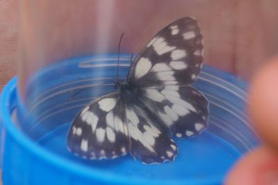 Melanargia galathea