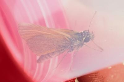 Thymelicus sylvestris