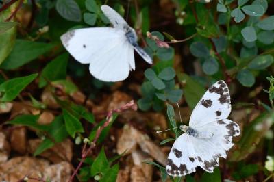 Pontia daplidice