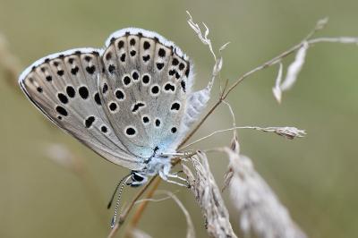 Phengaris arion
