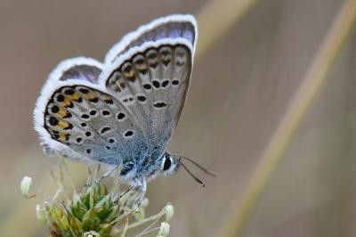Plebejus argus