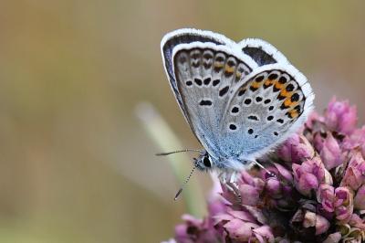Plebejus argus
