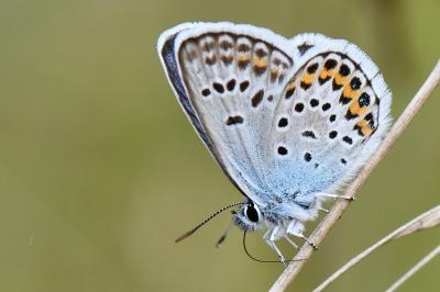 Plebejus argus