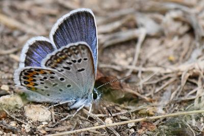 Plebejus argus