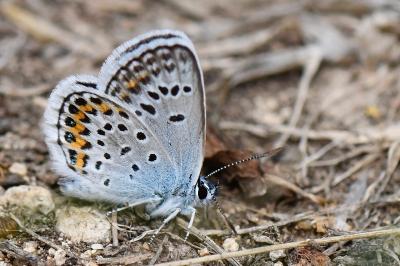 Plebejus argus
