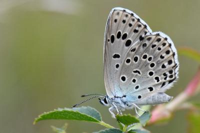 Phengaris arion