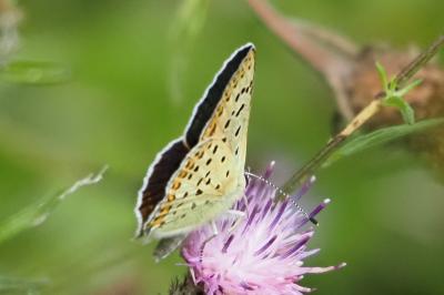 Lycaena tityrus