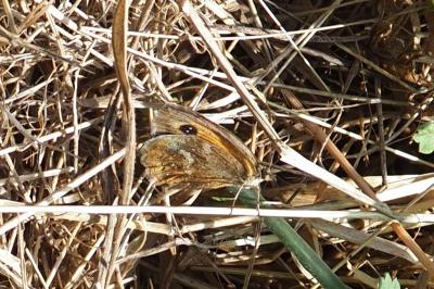 Pyronia tithonus
