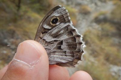 Hipparchia fidia