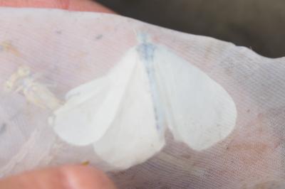 Leptidea sinapis
