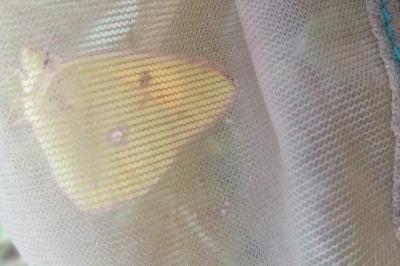 Colias crocea