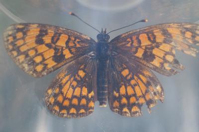 Melitaea athalia / Melitaea celadussa