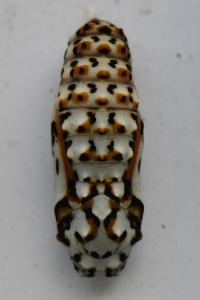 rhopazygs1788246022