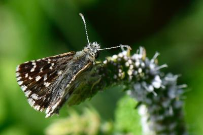 Pyrgus armoricanus